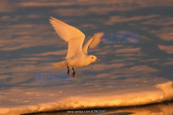 : Ivory Gull - in flight : Ivory Gull - in flight