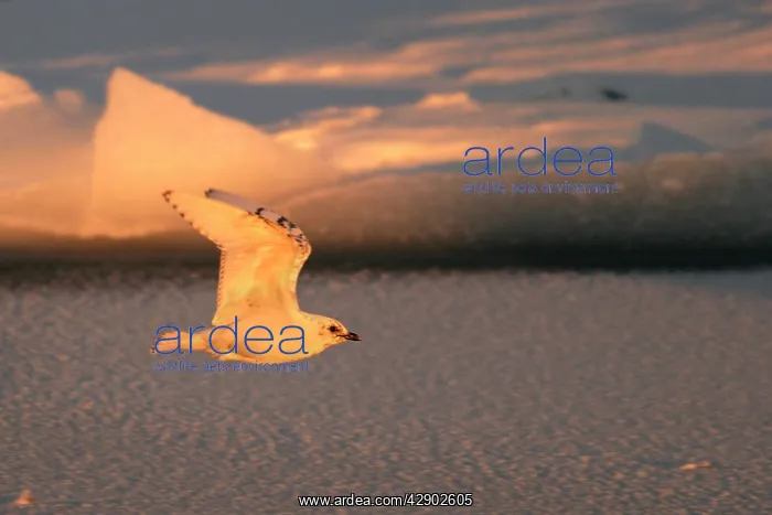 : Ivory Gull - in flight : Ivory Gull - in flight