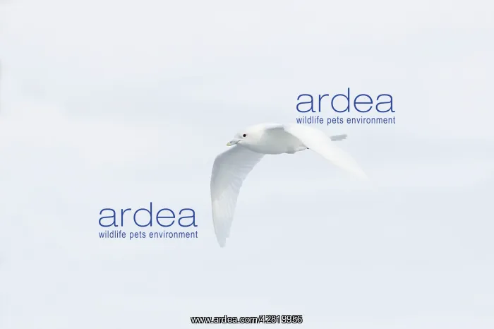: Ivory Gull - In flight over sea ice : Ivory Gull - In flight over sea ice