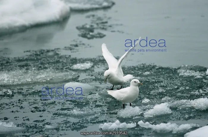 : Ivory GULL - on ice : Ivory GULL - on ice