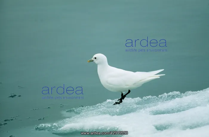 : Ivory GULL - on ice : Ivory GULL - on ice