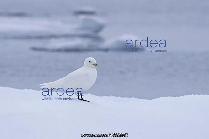  : Ivory gull (Pagophila eburnea) (Larus eburneus)