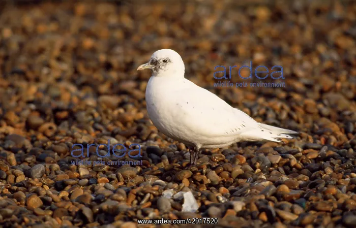 : IVORY GULL - ON PEBBLES : IVORY GULL - ON PEBBLES