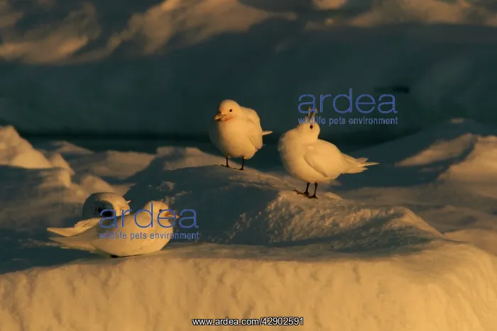 : Ivory Gull resting on ice : Ivory Gull resting on ice
