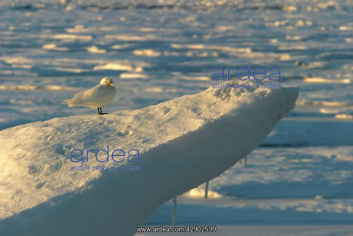  : Ivory Gull resting on ice
