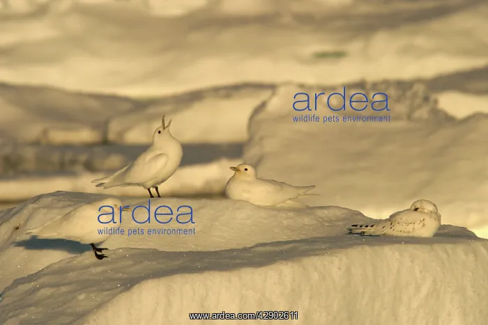 : Ivory Gull resting on ice : Ivory Gull resting on ice