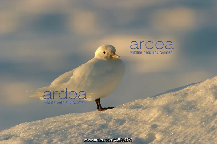 : Ivory Gull resting on ice : Ivory Gull resting on ice