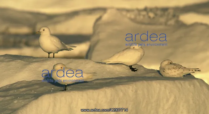 : Ivory Gull resting on ice : Ivory Gull resting on ice