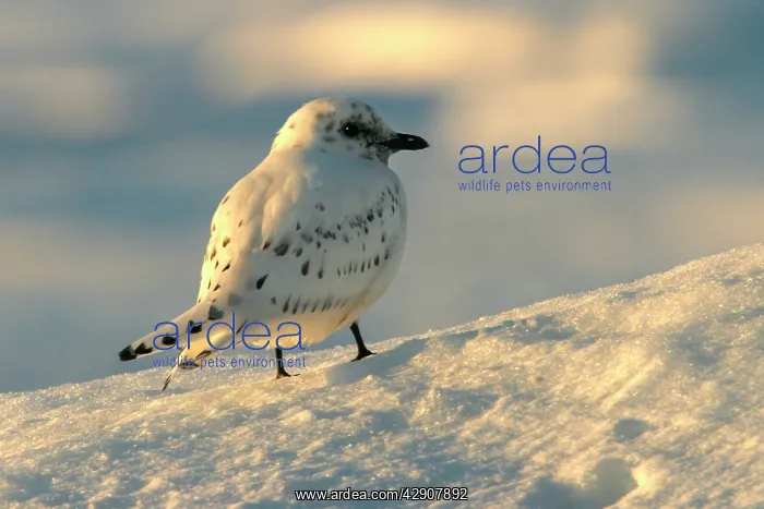 : Ivory Gull resting on ice : Ivory Gull resting on ice