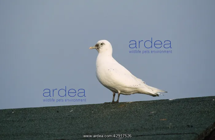 : IVORY GULL - ON ROOF : IVORY GULL - ON ROOF