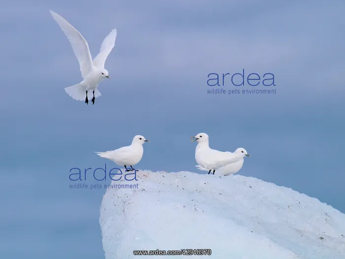 : Ivory Gulls : Ivory Gulls