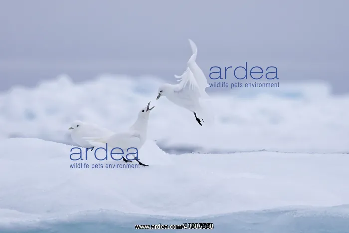 : Three ivory gulls (Pagophila eburnea) (Larus eburneus) : Three ivory gulls (Pagophila eburnea) (Larus eburneus)