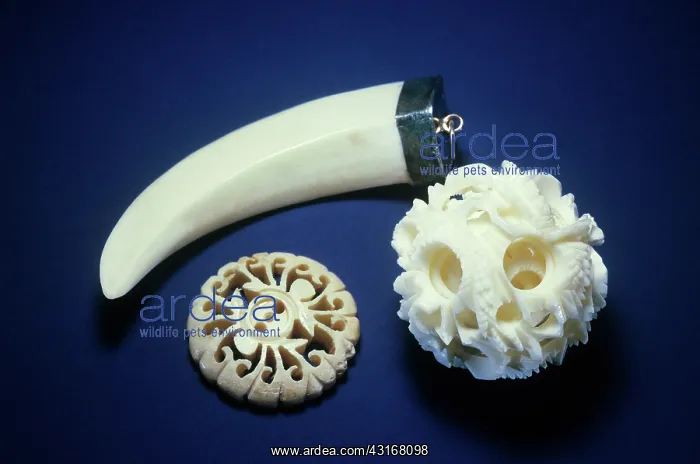 : Ivory, a highly prized material, is derived from the tusks of elephants : Ivory, a highly prized material, is derived from the tusks of elephants