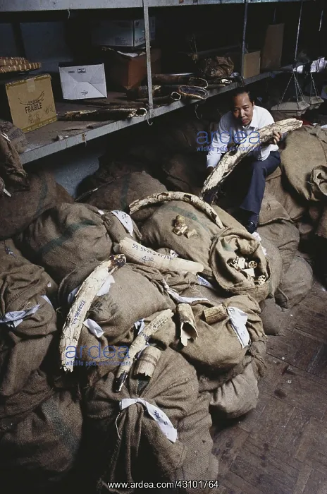 : Ivory Importer, Hong Kong : Ivory Importer, Hong Kong