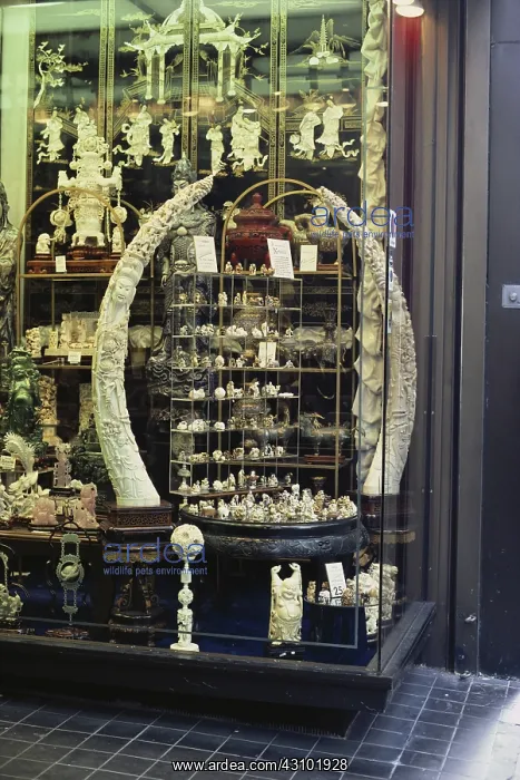 : Ivory Products, Fifth Avenue, NYC : Ivory Products, Fifth Avenue, NYC