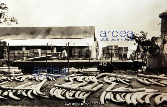  : Ivory shipment at the station in Leopoldville, Belgian