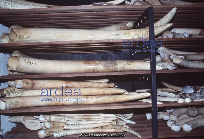 : IVORY STOCK : IVORY STOCK