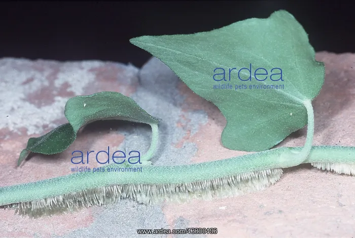  : IVY - adhesive roots on brick
