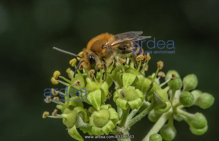 : Ivy bee, Colletes hederae, feeding on Ivy flower : Ivy bee, Colletes hederae, feeding on Ivy flower