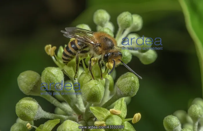 : Ivy bee, Colletes hederae, feeding on Ivy flower : Ivy bee, Colletes hederae, feeding on Ivy flower