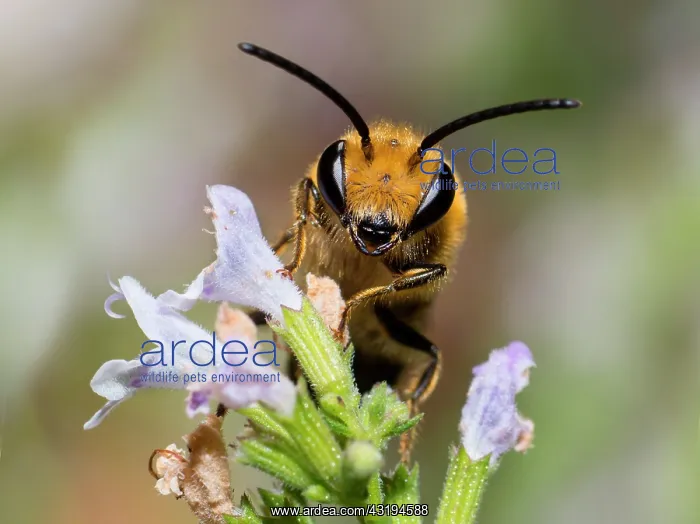 : Ivy Bee (Colletes hederae) male on Common Calamint : Ivy Bee (Colletes hederae) male on Common Calamint