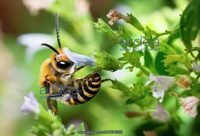 : Ivy Bee (Colletes hederae) male on Common Calamint : Ivy Bee (Colletes hederae) male on Common Calamint