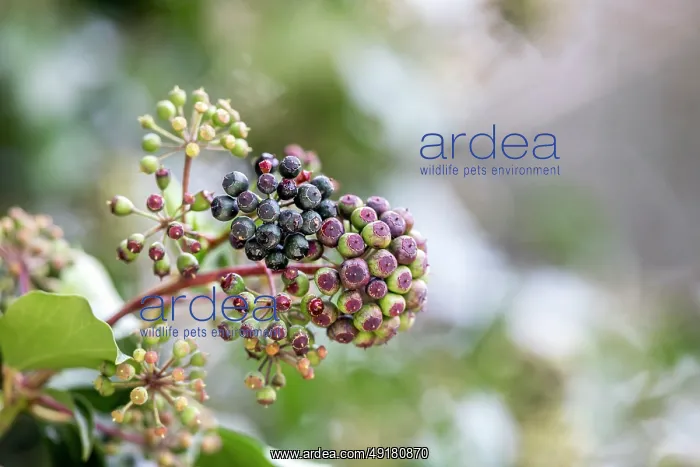 : Ivy - Berries - UK