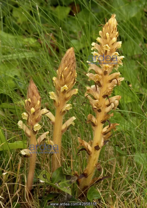 : Ivy Broomrape : Ivy Broomrape