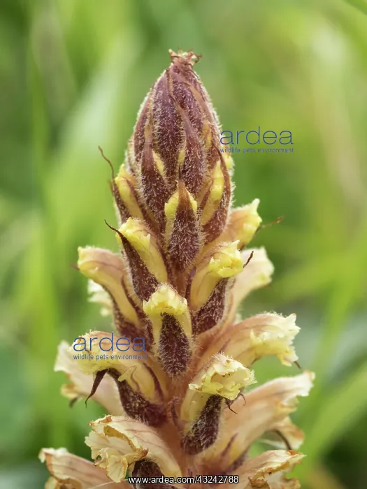  : Ivy broomrape -Close up of flower - Dorset