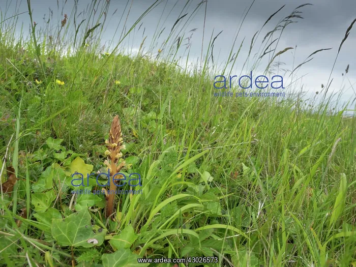 : Ivy broomrape - In habitat - on edge of cliff - Dorset : Ivy broomrape - In habitat - on edge of cliff - Dorset