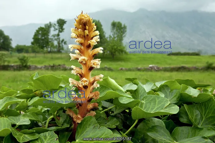 : Ivy Broomrape - parasitic on ivy : Ivy Broomrape - parasitic on ivy