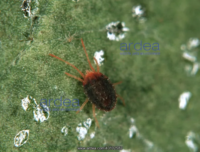 : Ivy bryobia mite : Ivy bryobia mite