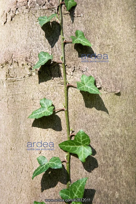: Ivy - Climbing Poplar trunk : Ivy - Climbing Poplar trunk