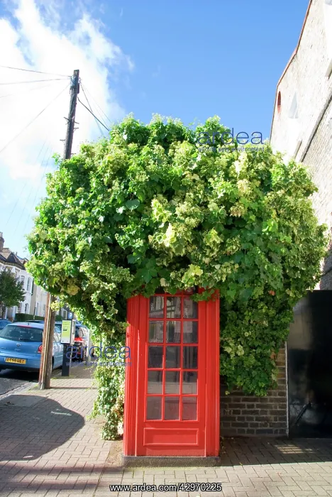  : Ivy covering London telephone box