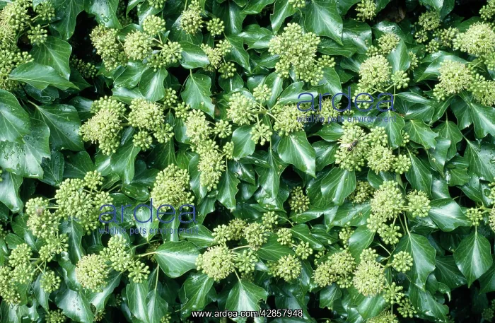  : Ivy - in flower