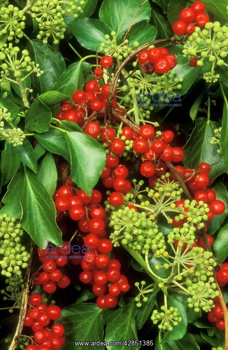  : IVY - in flower and black Bryony berries