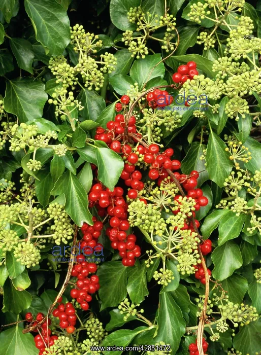  : IVY - in flower with black Bryony berries