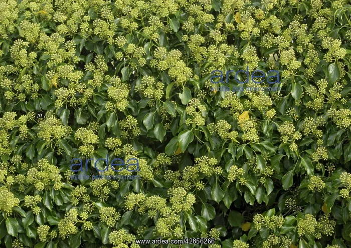 : Ivy in flower - a magnet for insects : Ivy in flower - a magnet for insects