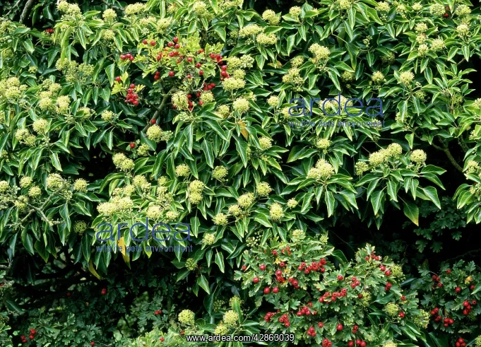 : Ivy Flowers - & Hawthorn Haws (Crataegus monogyna) : Ivy Flowers - & Hawthorn Haws (Crataegus monogyna)