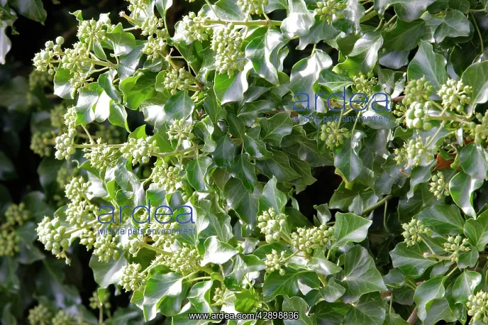 : Ivy - fruit & leaves : Ivy - fruit & leaves
