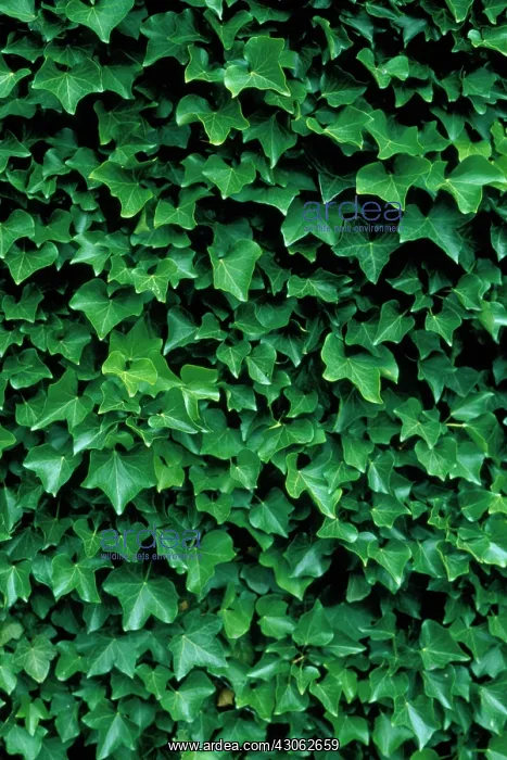 : Ivy. Hedera : Ivy. Hedera