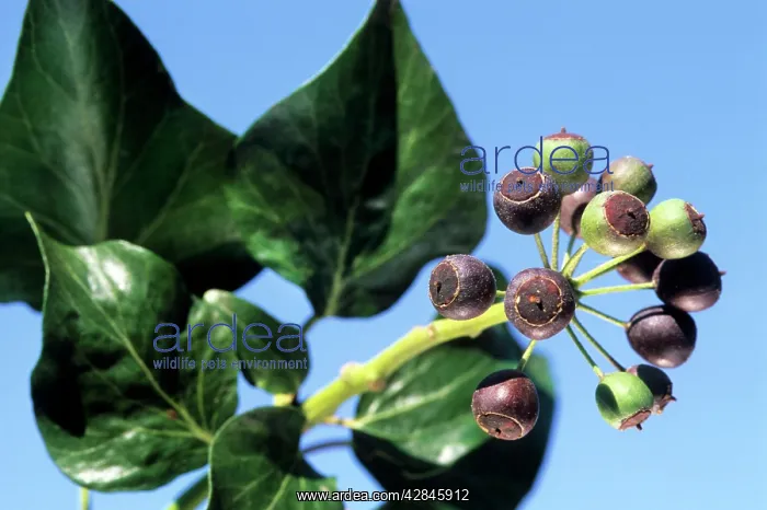  : Ivy (Hedera helix)