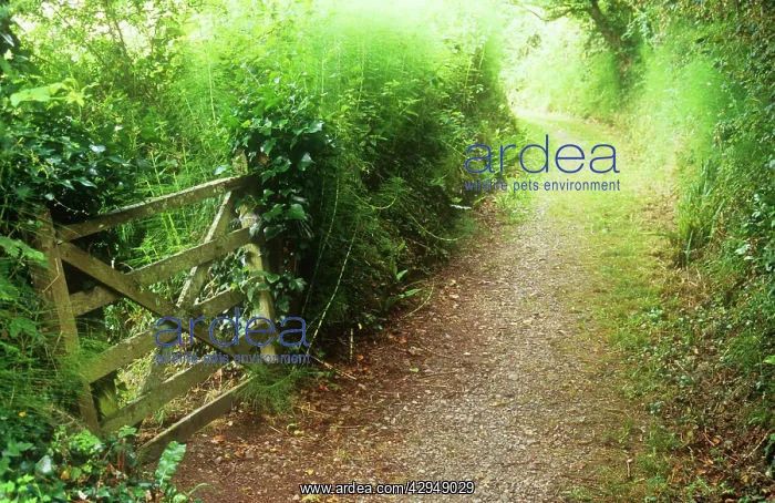 : Ivy, Hedera helix : Ivy, Hedera helix