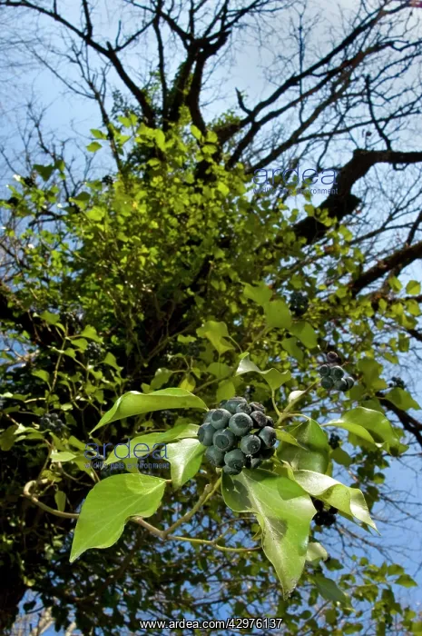  : Ivy (Hedera helix)