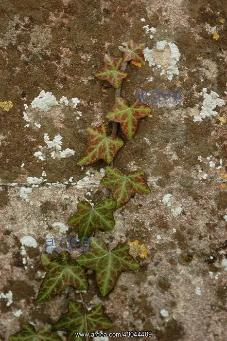 : Ivy, Hedera helix : Ivy, Hedera helix