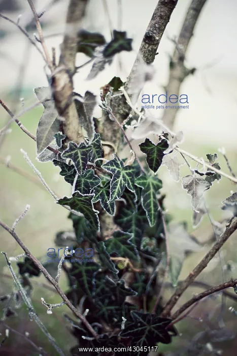 : Ivy, Hedera helix : Ivy, Hedera helix