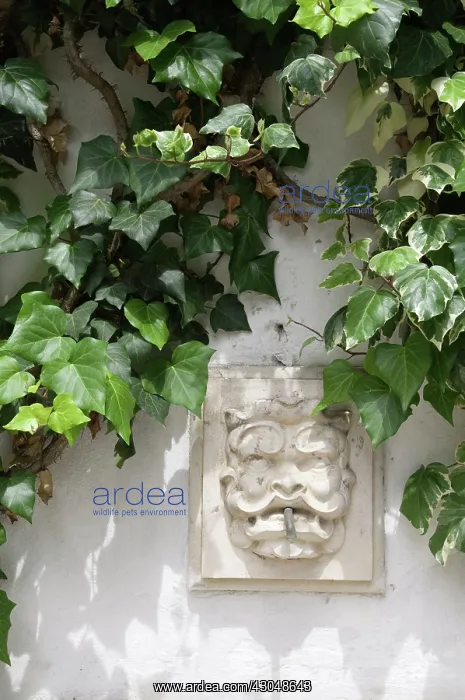 : Ivy, Hedera helix : Ivy, Hedera helix