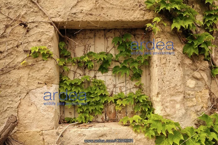 : Ivy, Hedera helix : Ivy, Hedera helix