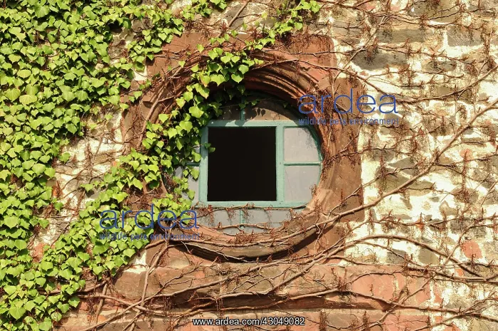 : Ivy, Hedera helix : Ivy, Hedera helix