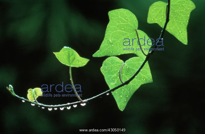 : Ivy, Hedera helix : Ivy, Hedera helix